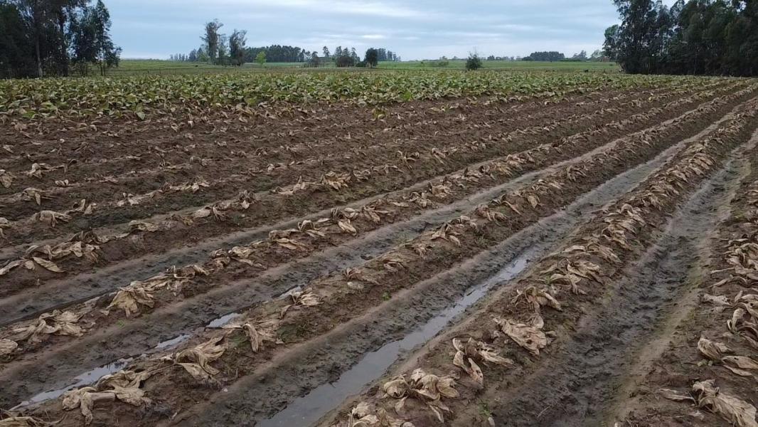 Efeito Rio Grande do Sul influencia nos preços e Inflação de maio sobe para 0,46